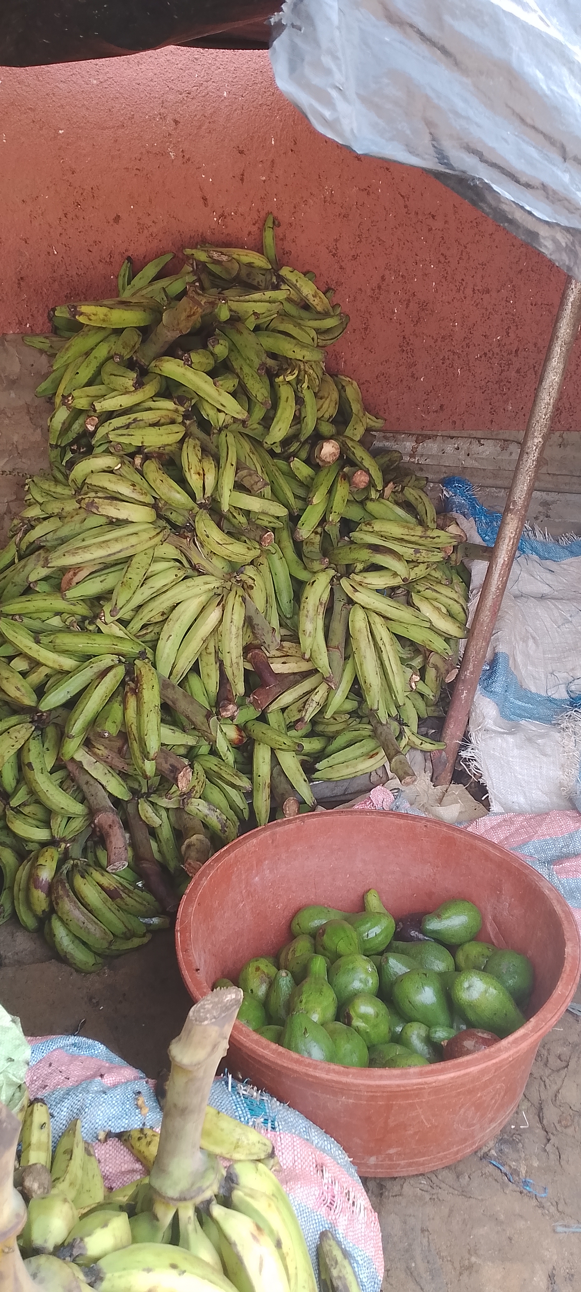 LES BANANES DE  CHANTOU